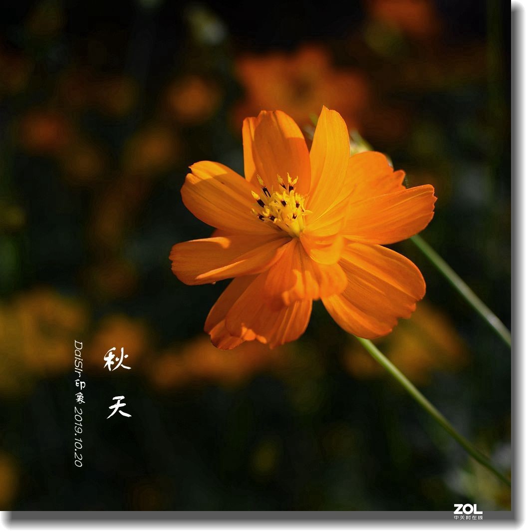 秋天的花-中关村在线摄影论坛
