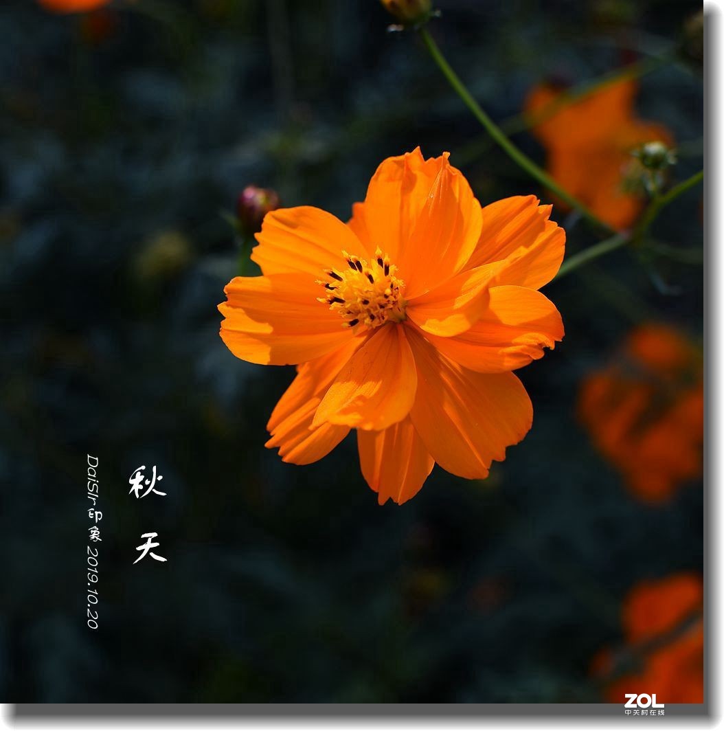 秋天的花-中关村在线摄影论坛