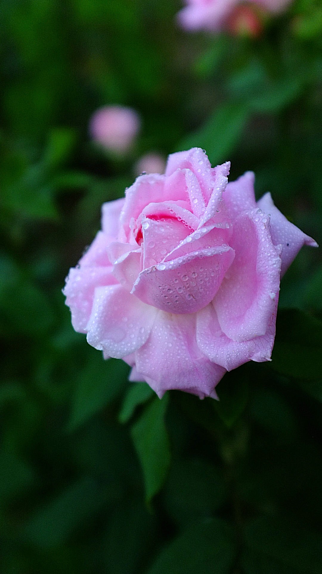 月季花语希望幸福光荣美艳长新把美丽献给爱花之人