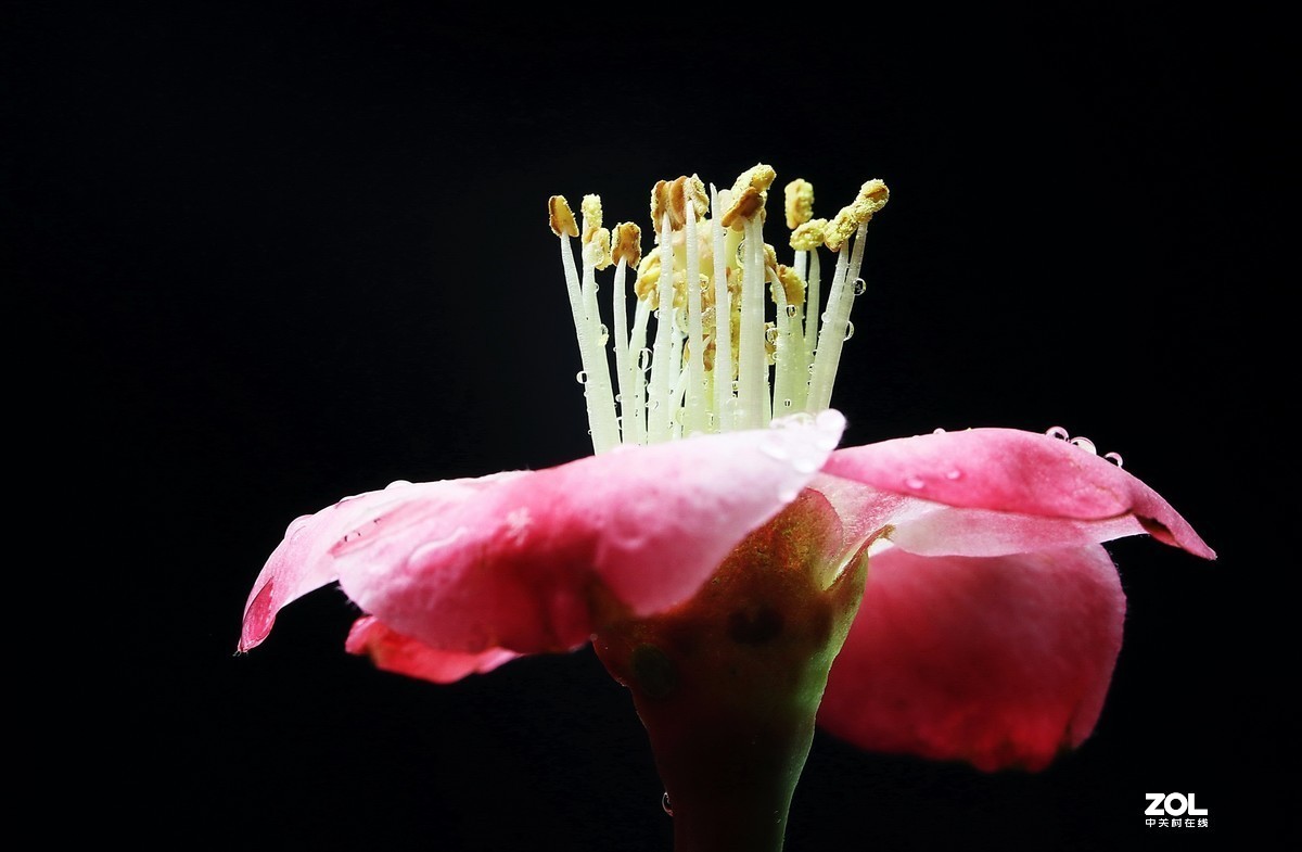 #版主坐堂# 2020年3月份微距星空(中国)优秀作品汇编