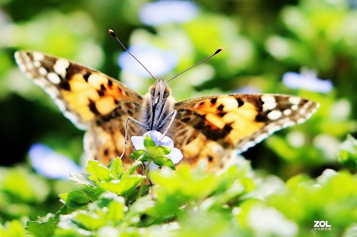 #版主坐堂# 2020年3月份微距星空(中国)优秀作品汇编