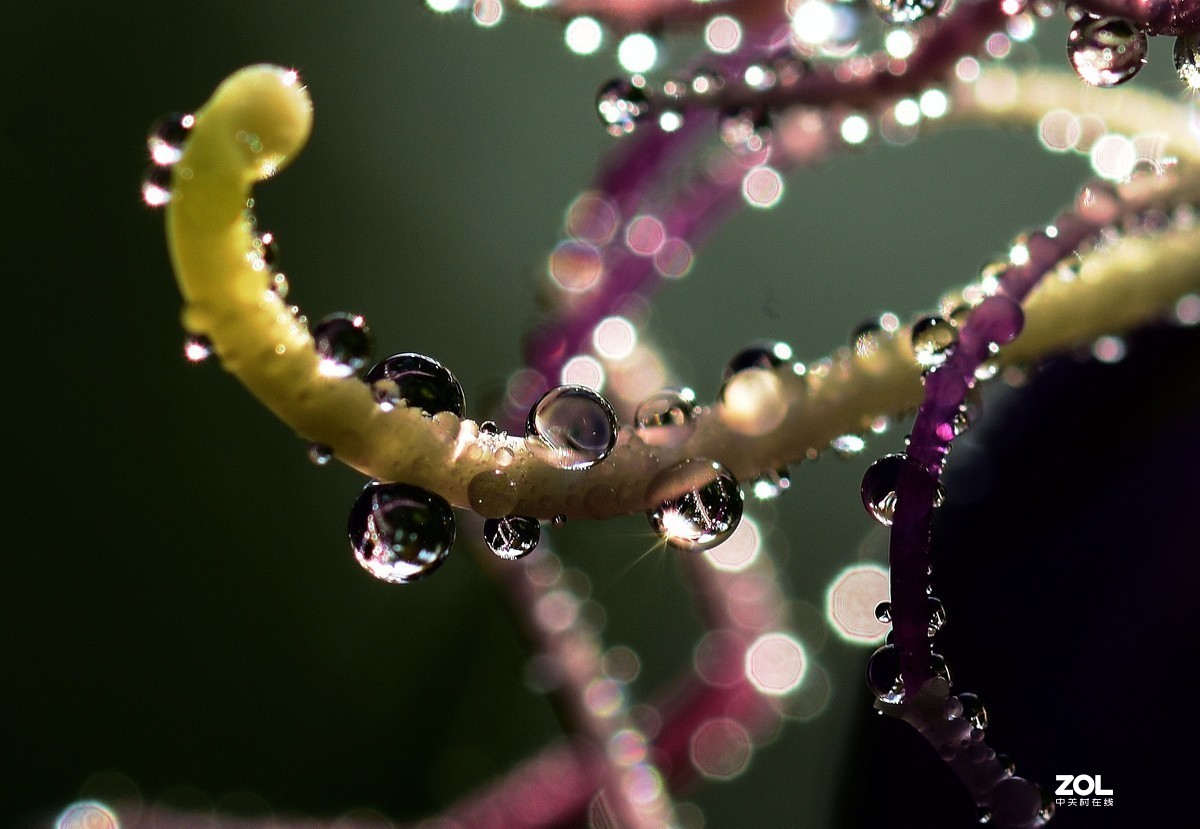 #版主坐堂# 2020年3月份微距星空(中国)优秀作品汇编