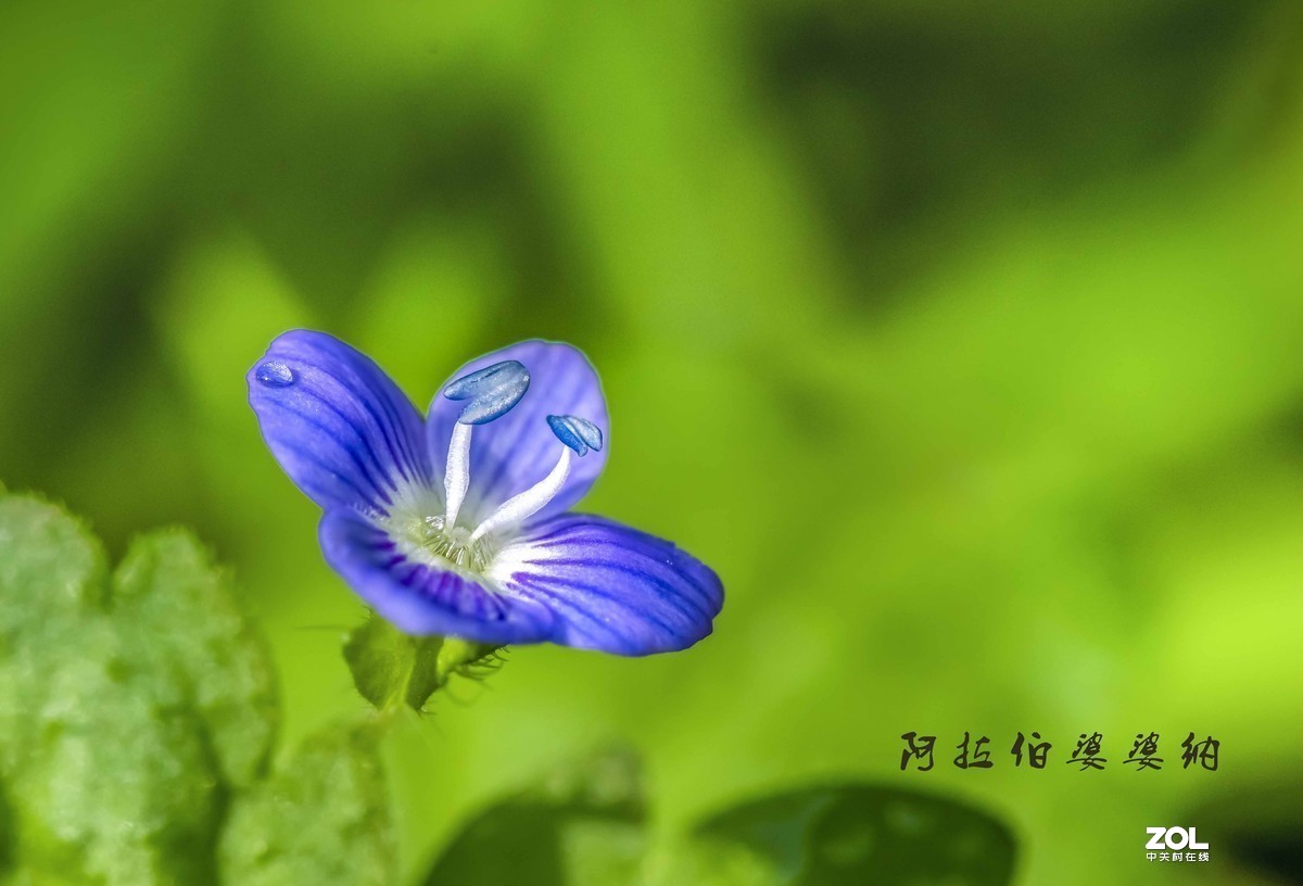 #版主坐堂# 2020年3月份微距星空(中国)优秀作品汇编