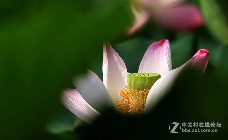 芙蓉藏娇
