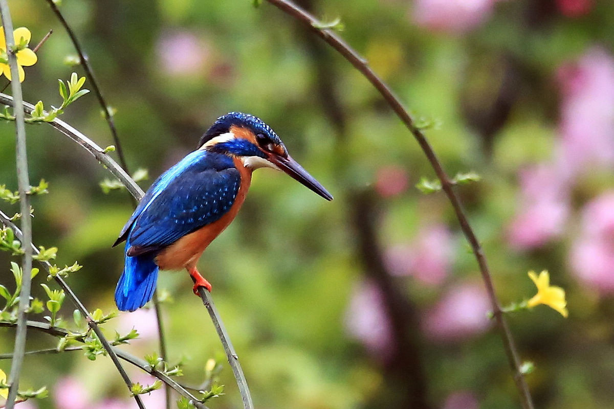 适马150-600S试拍小翠