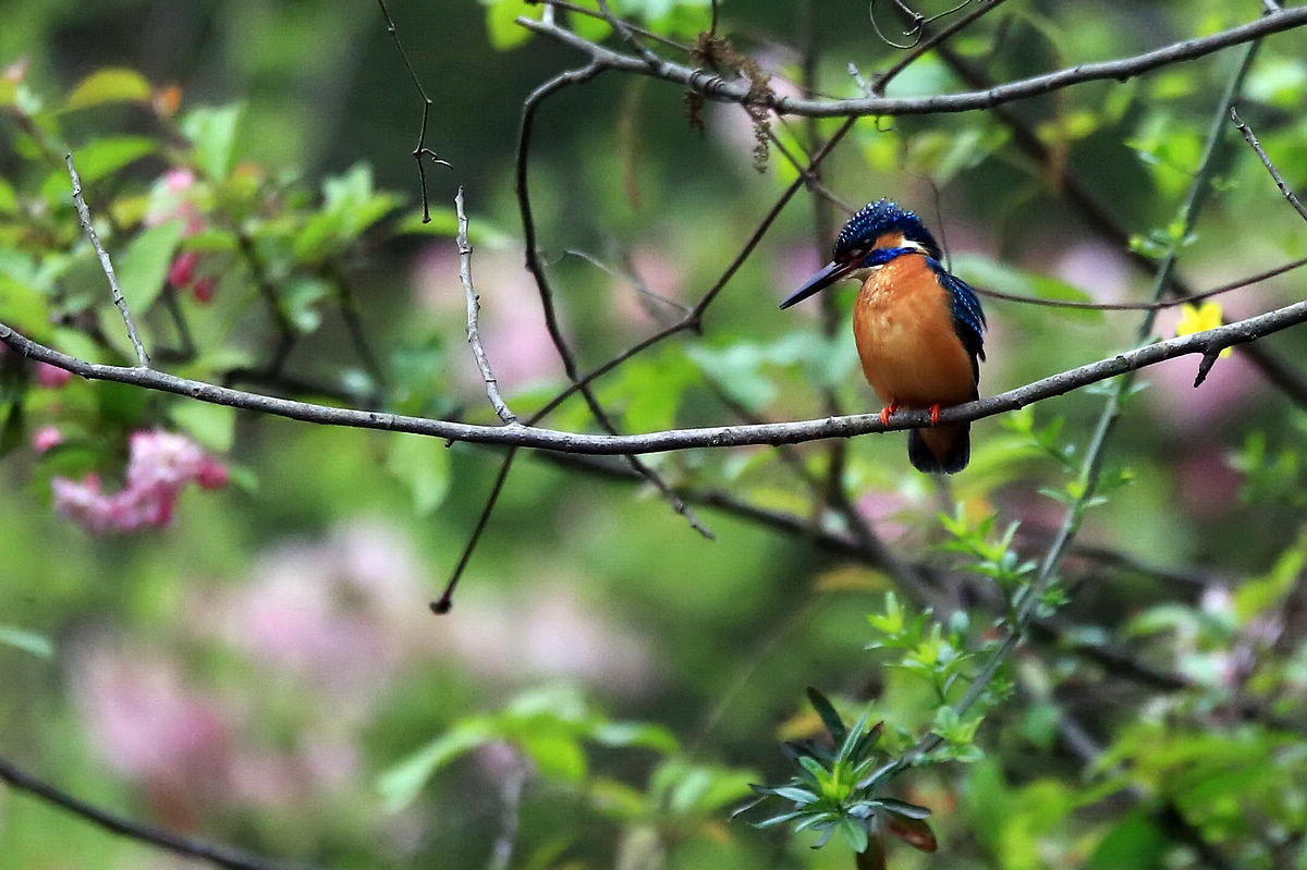 适马150-600S试拍小翠
