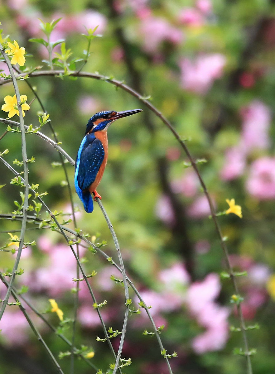 适马150-600S试拍小翠