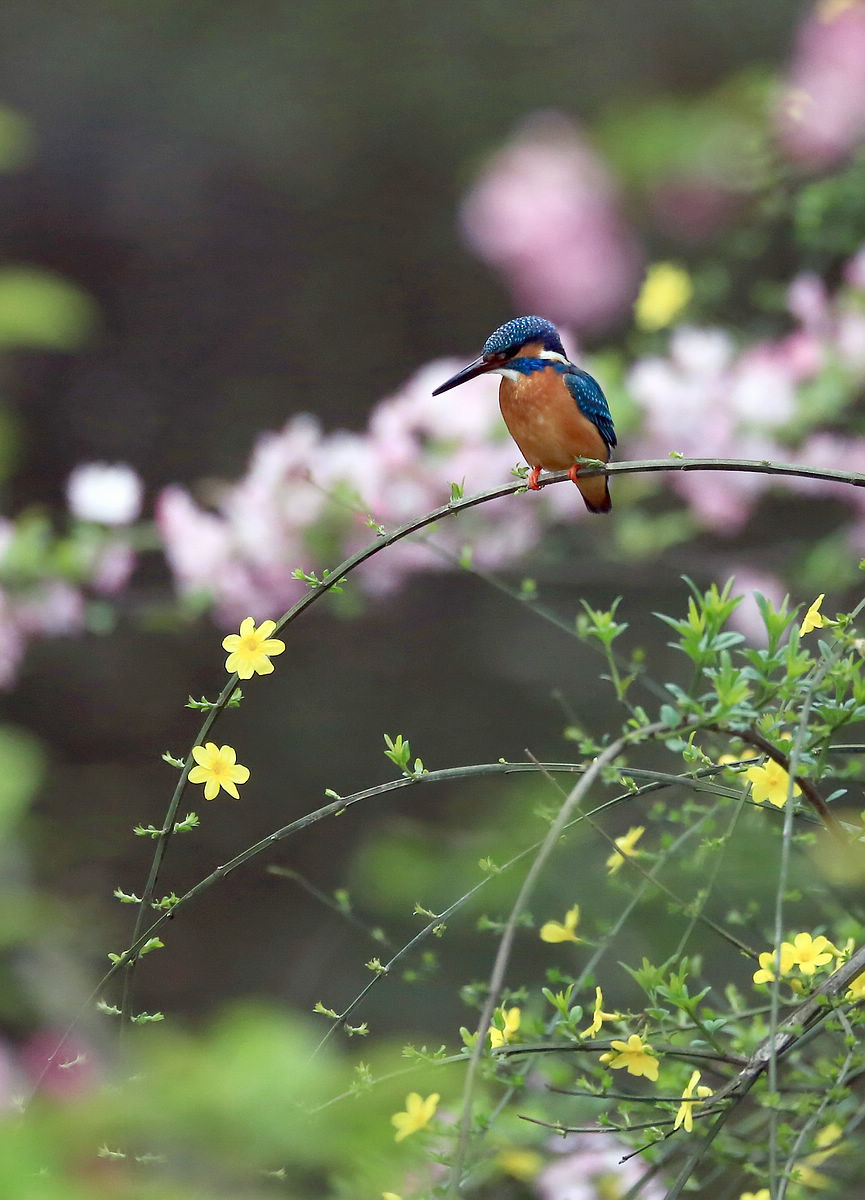 适马150-600S试拍小翠