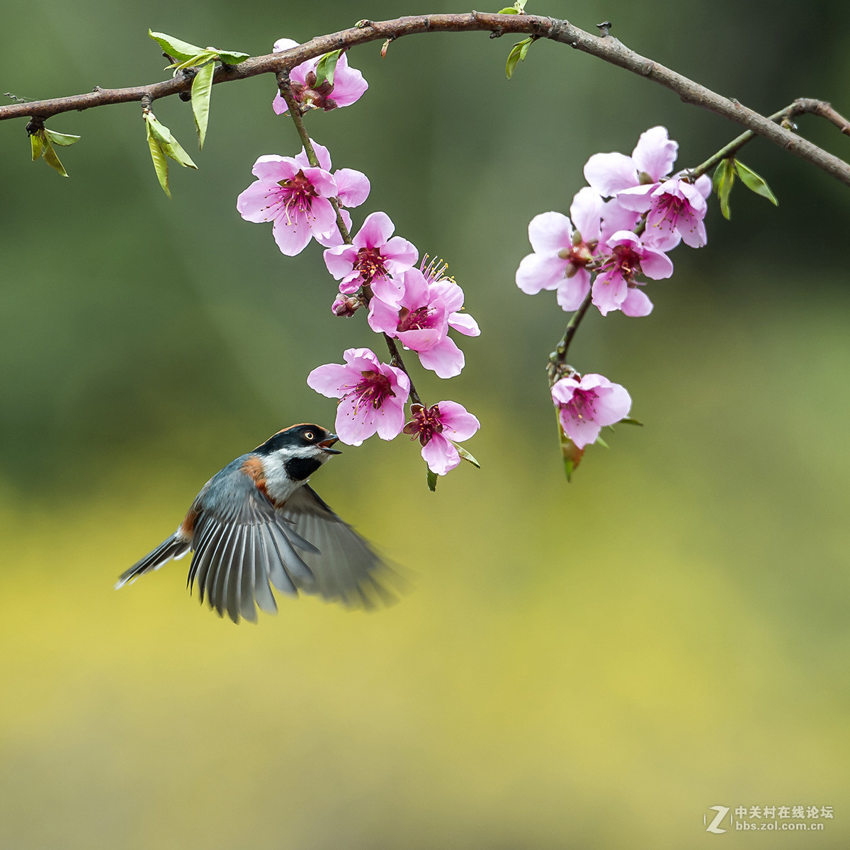 #尼康鸟类作品赏析#【红头长尾山雀】 （老阿推荐）