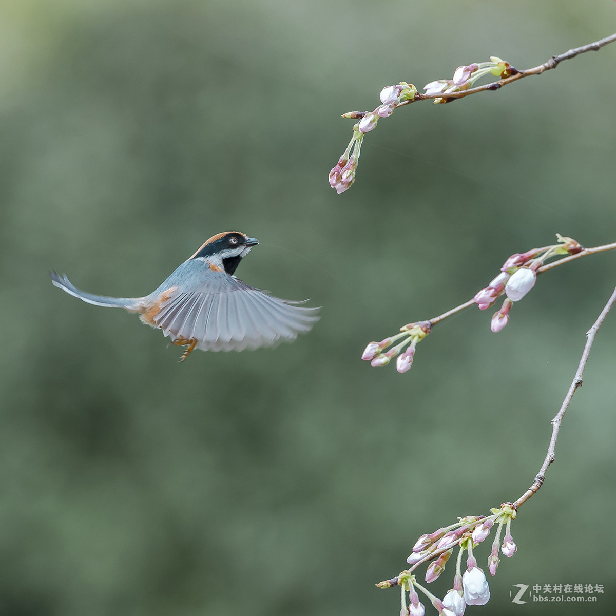 #尼康鸟类作品赏析#【红头长尾山雀】 （老阿推荐）