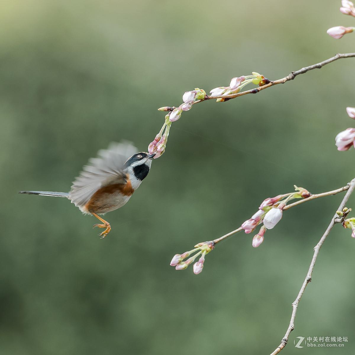 #尼康鸟类作品赏析#【红头长尾山雀】 （老阿推荐）