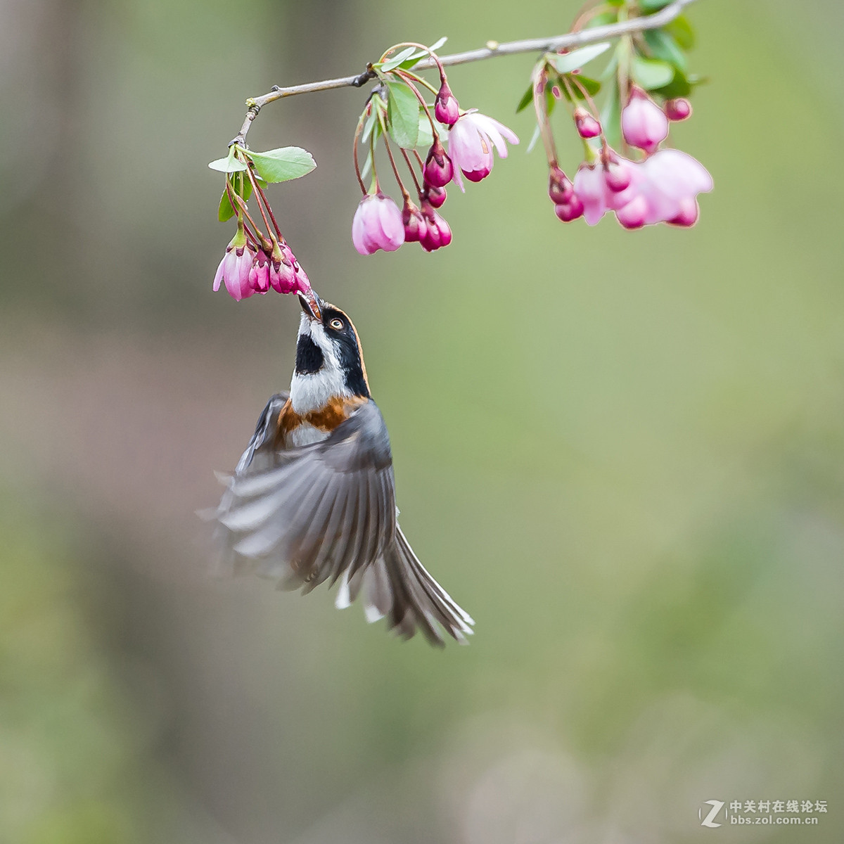 #尼康鸟类作品赏析#【红头长尾山雀】 （老阿推荐）
