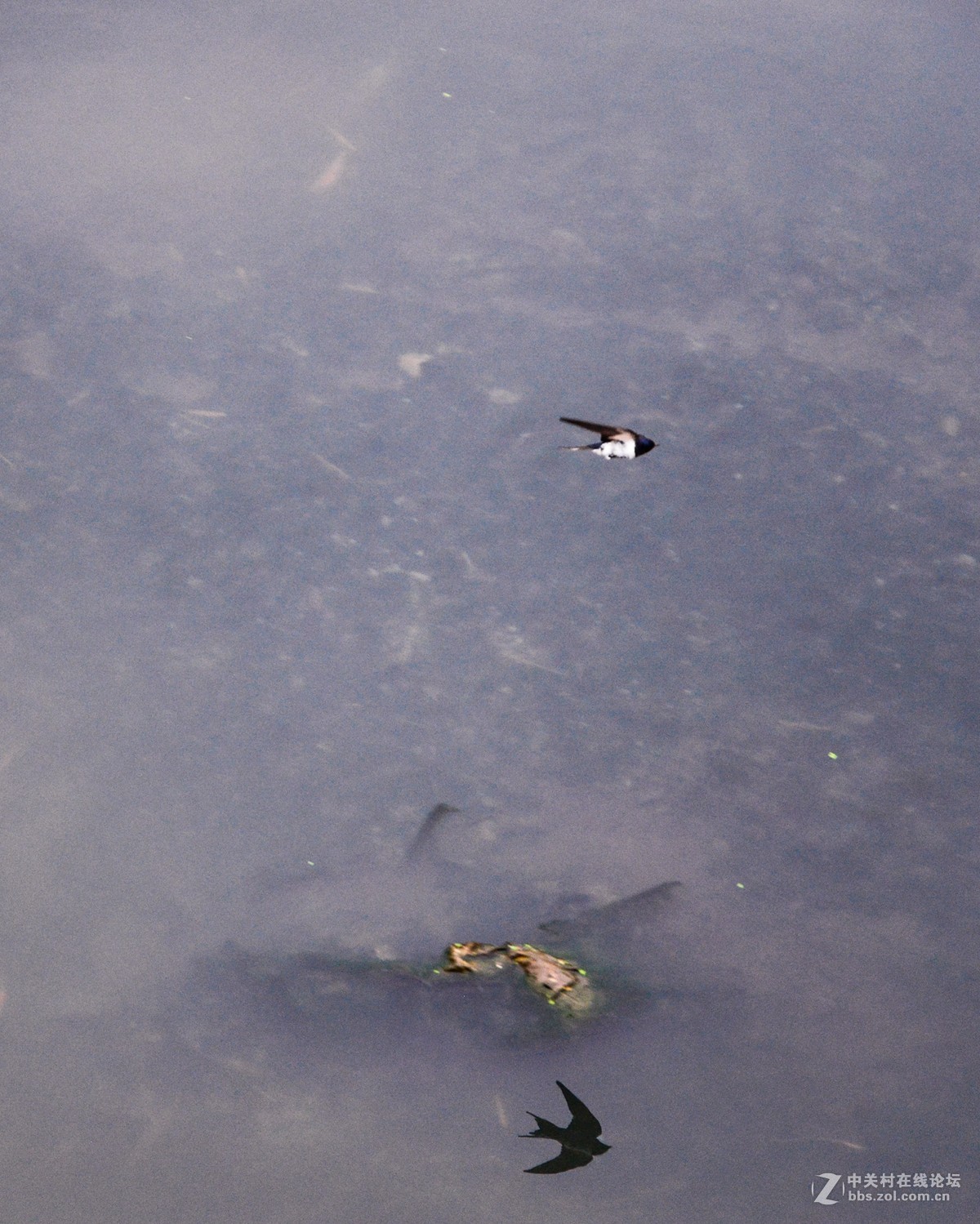 套机头24-85mm  打鸟