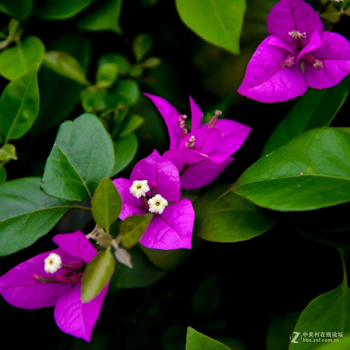 套机头24-85mm  打鸟