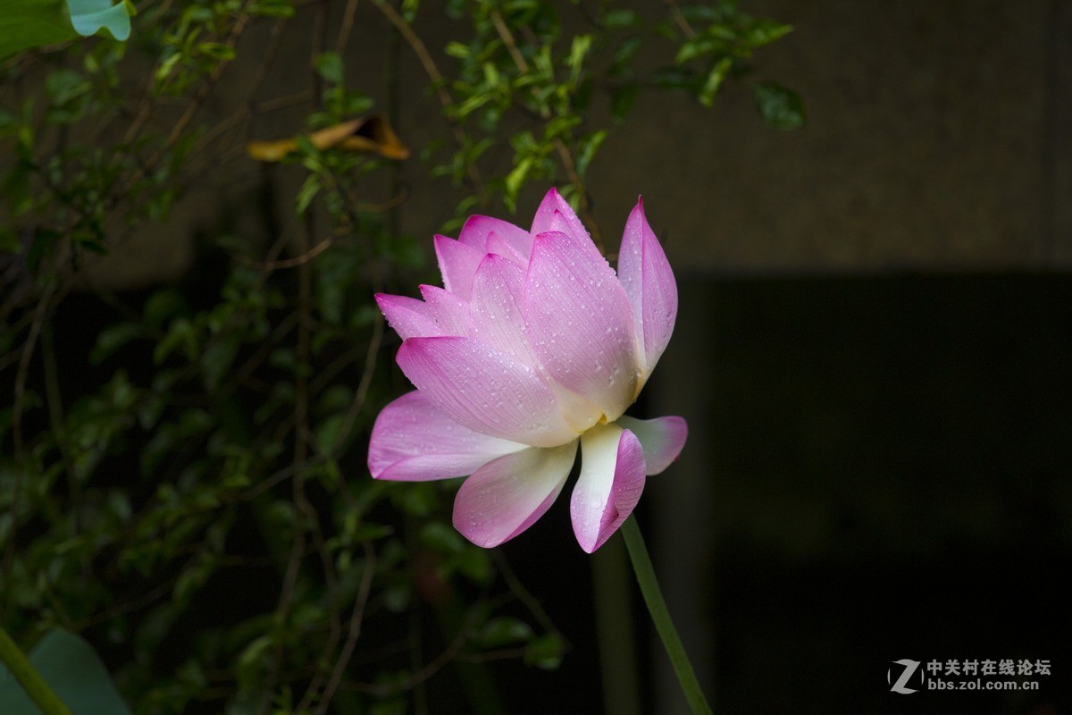 2015荔湾湖荷花。
