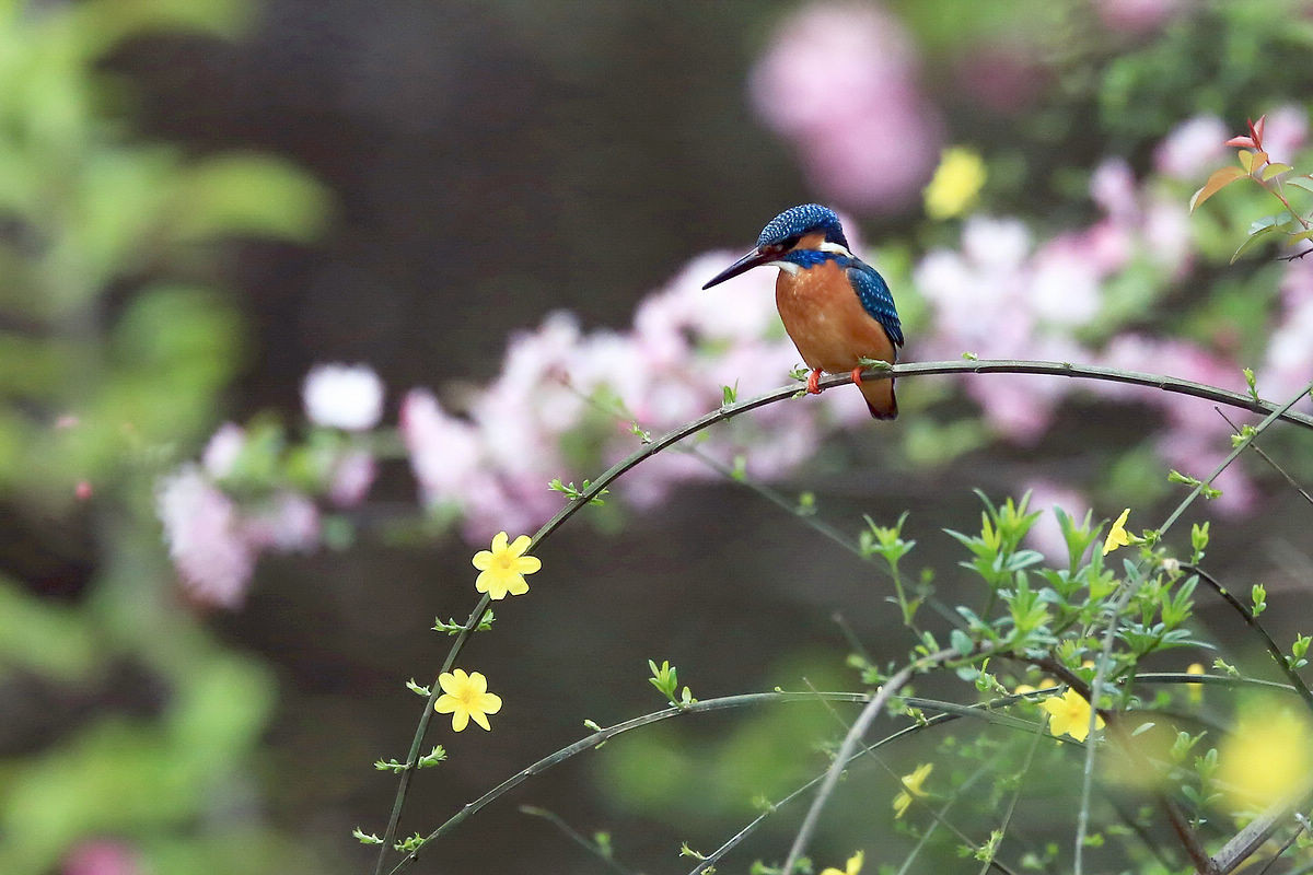 适马150-600S试拍小翠