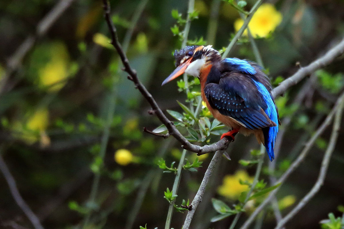 适马150-600S试拍小翠