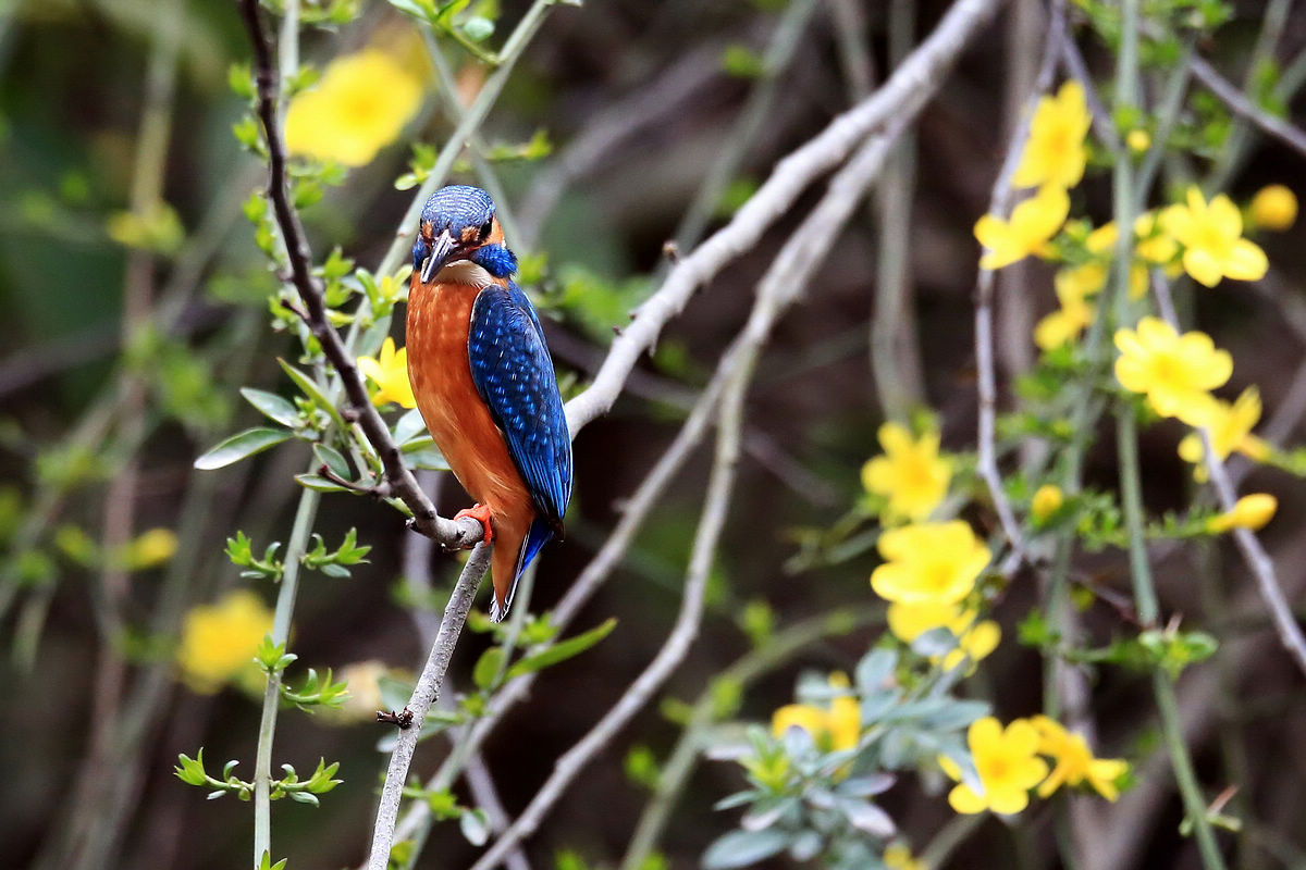 适马150-600S试拍小翠