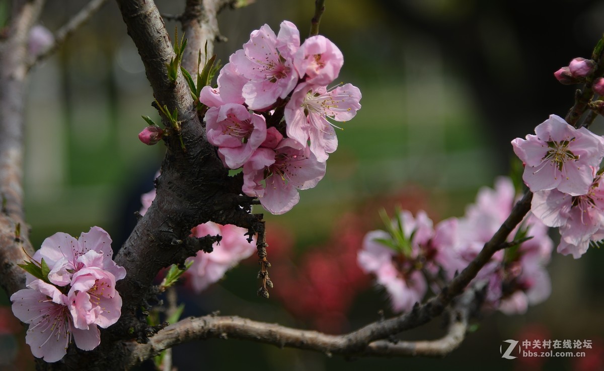 春天裡的花 82015 桃花開-中關村在線攝影論壇