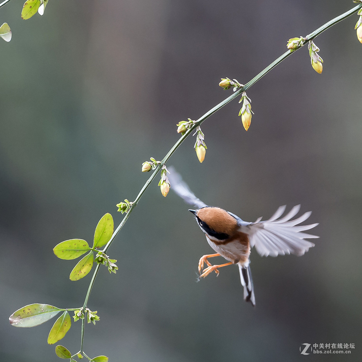 #尼康鸟类作品赏析#【红头长尾山雀】 （老阿推荐）