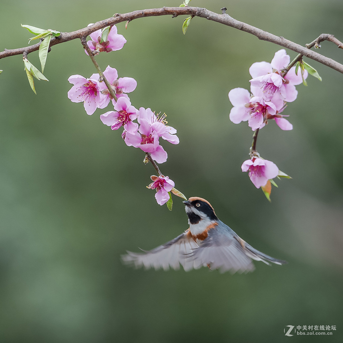 #尼康鸟类作品赏析#【红头长尾山雀】 （老阿推荐）