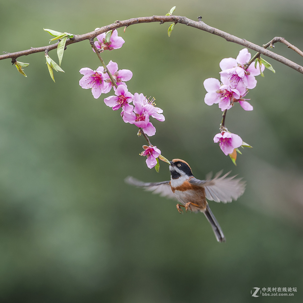 #尼康鸟类作品赏析#【红头长尾山雀】 （老阿推荐）