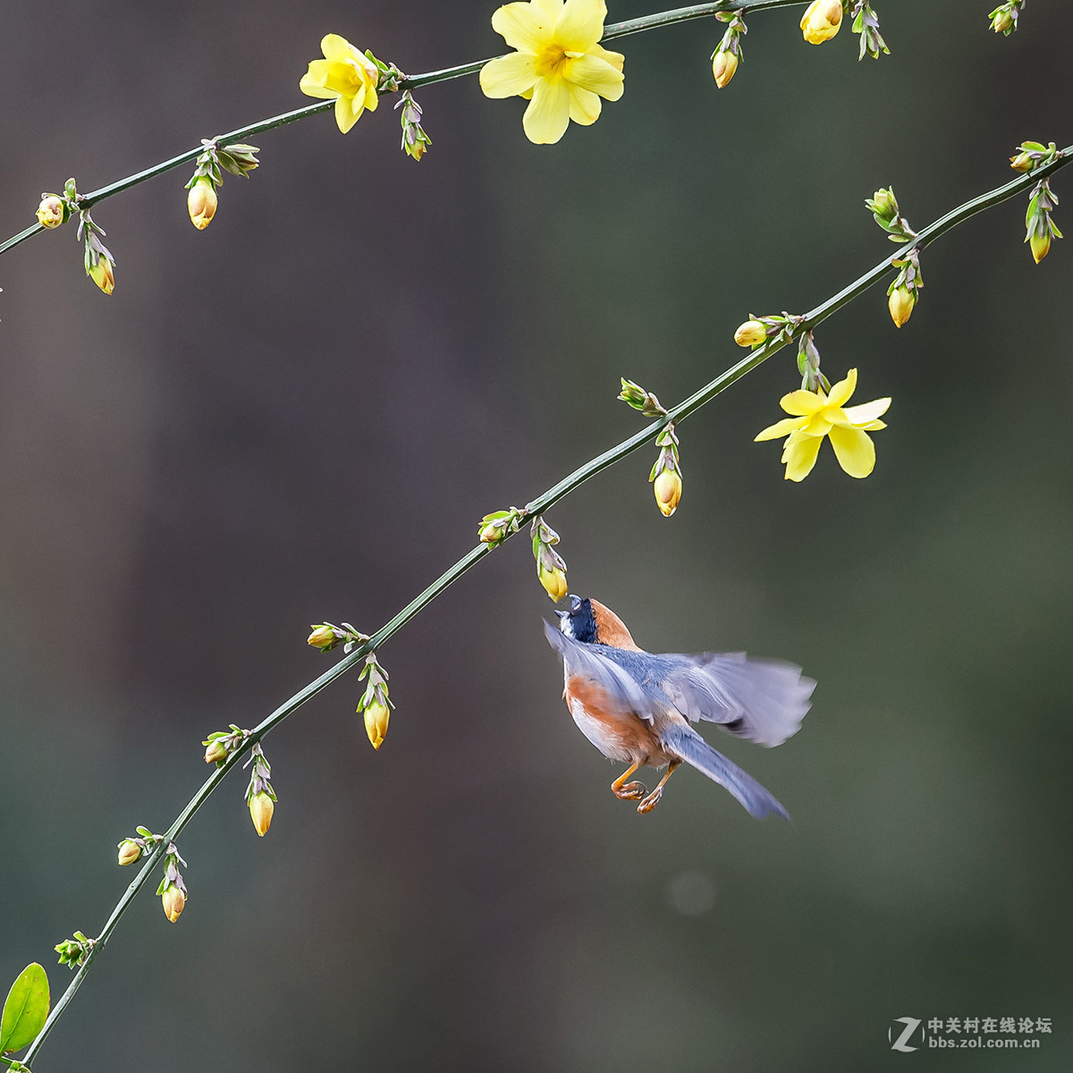 #尼康鸟类作品赏析#【红头长尾山雀】 （老阿推荐）