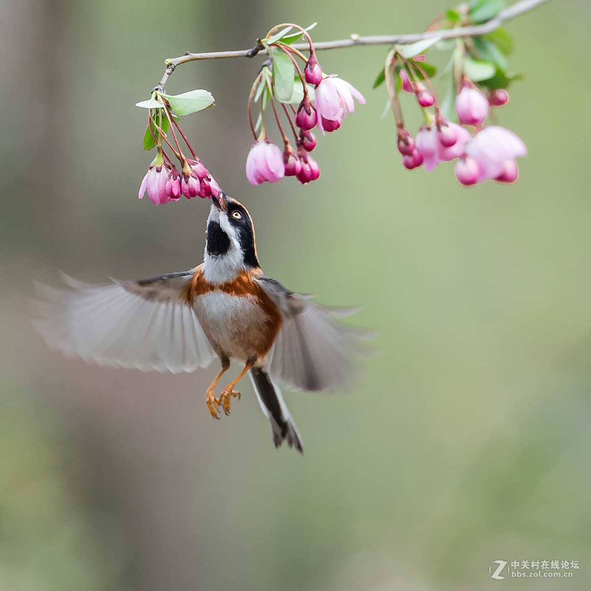 #尼康鸟类作品赏析#【红头长尾山雀】 （老阿推荐）