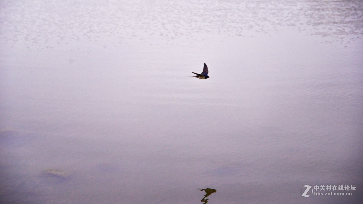 套机头24-85mm  打鸟