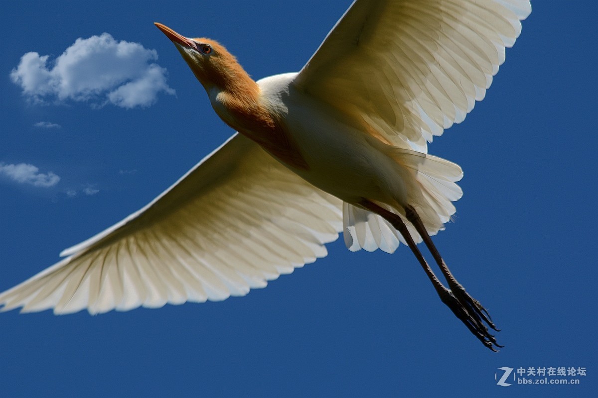 牛背鹭起飞连拍