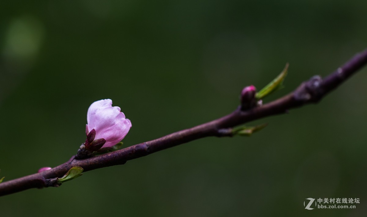 桃花艳