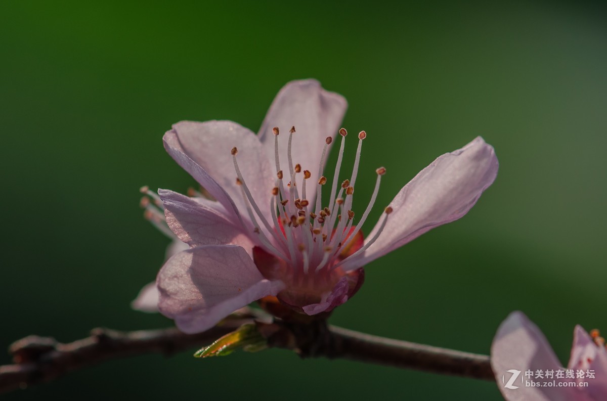 这花不知叫什么？请赐教’，谢谢