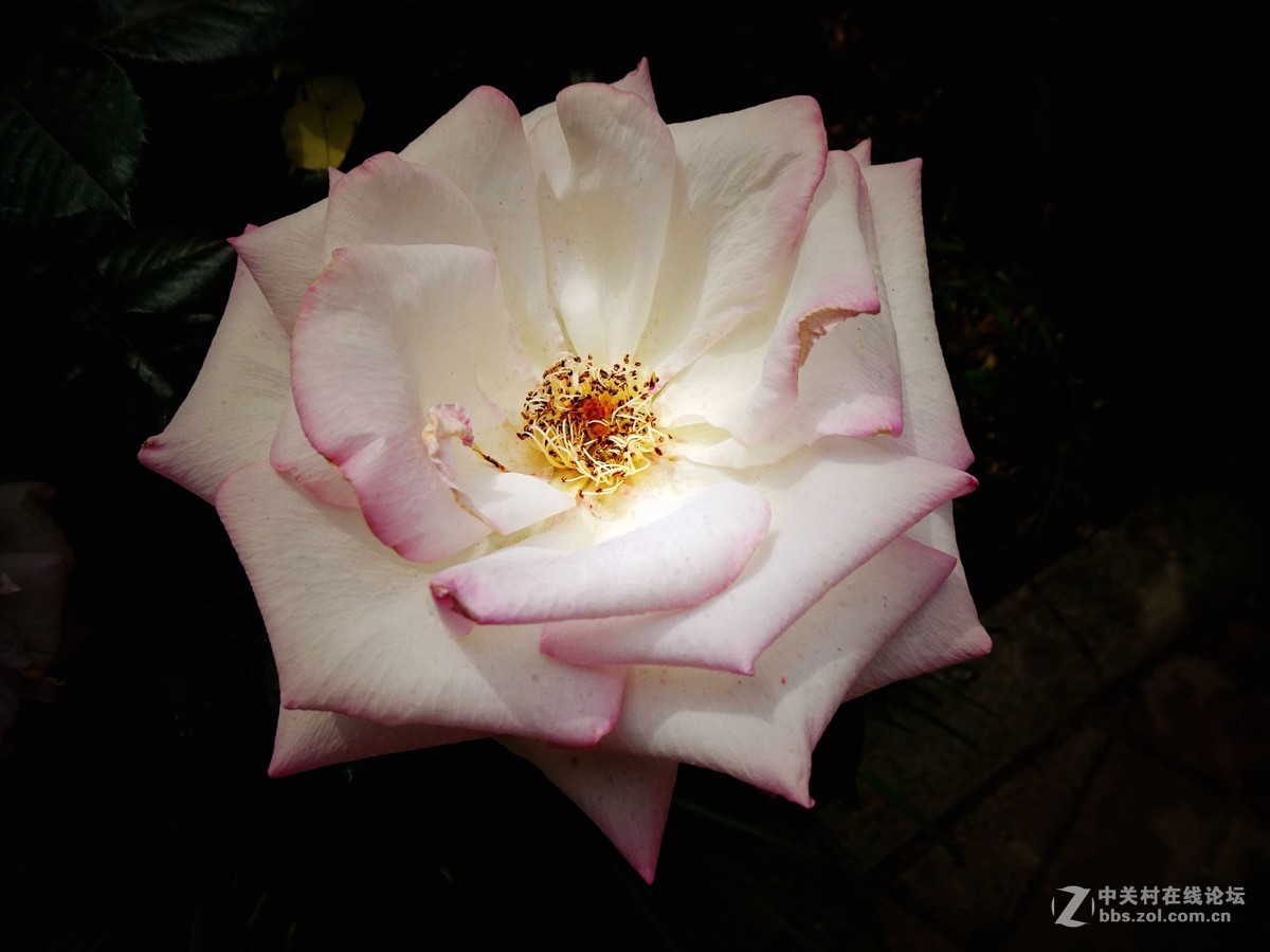 睦南公园，天津市最大的月季种群！