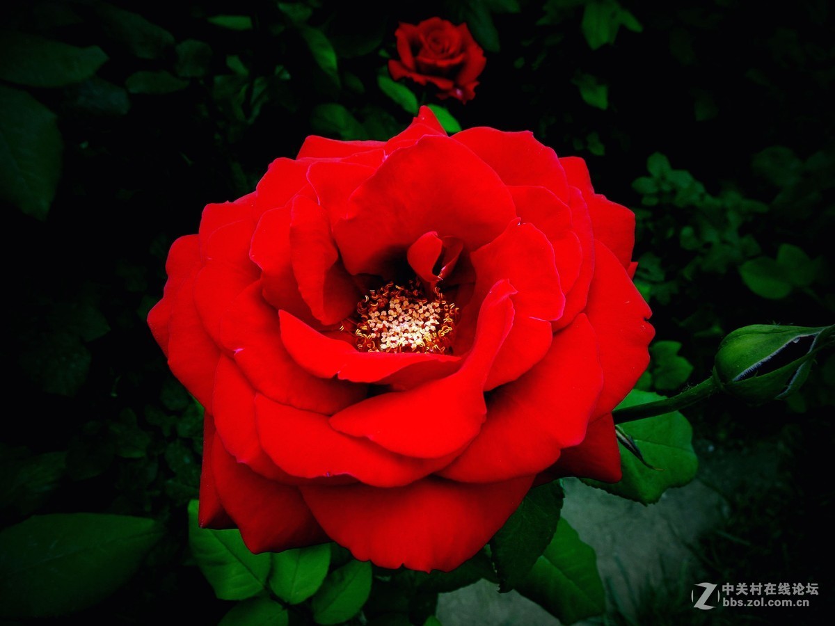 睦南公园，天津市最大的月季种群！