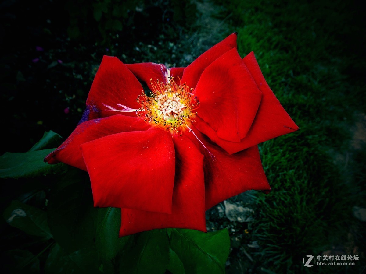 睦南公园，天津市最大的月季种群！