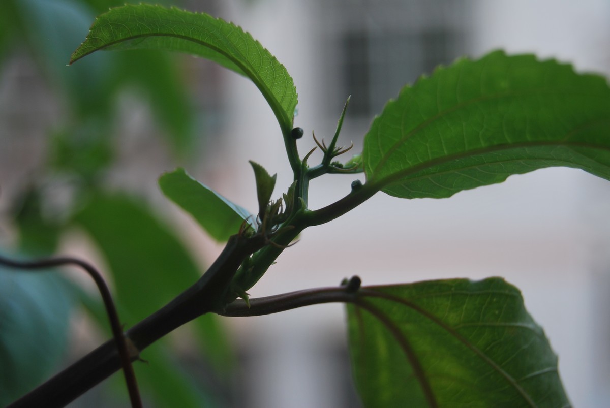 第一次拿单反拍照，处女作··超级纯小白