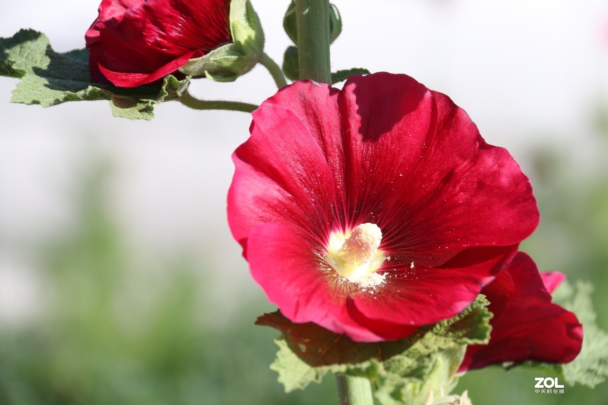 蜀葵花【2】