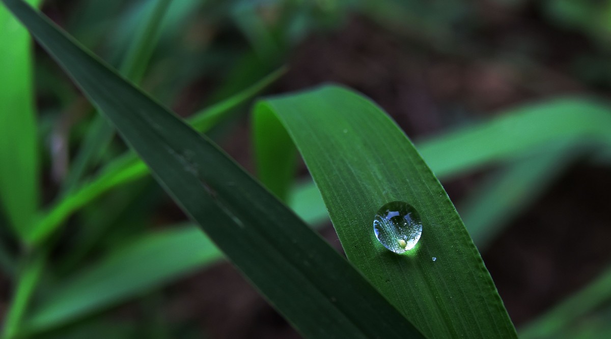 小草上的露珠