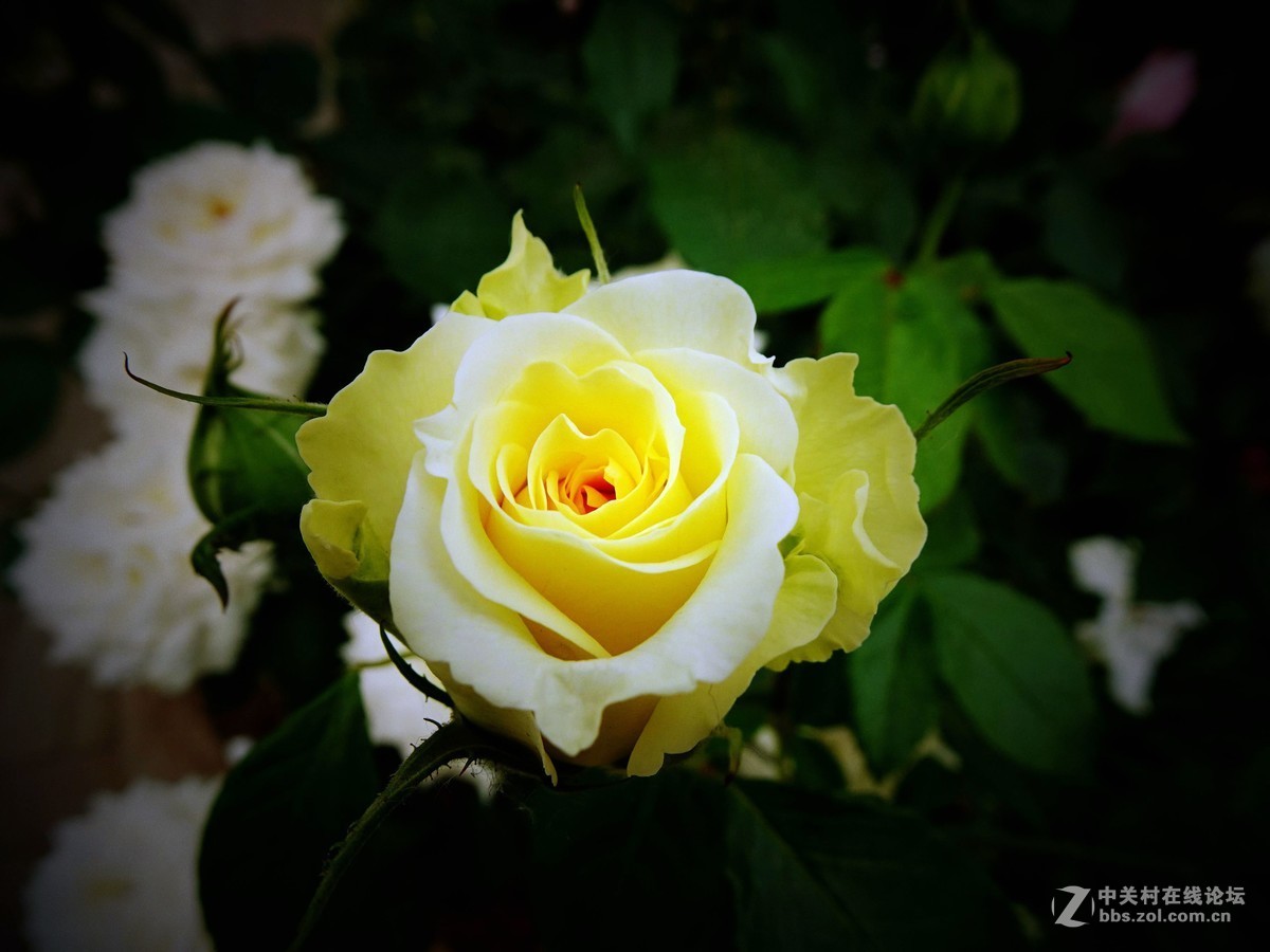 睦南公园，天津市最大的月季种群！