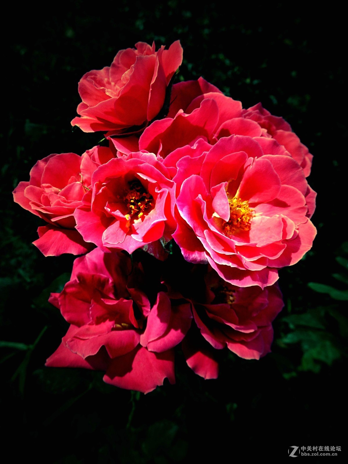 睦南公园，天津市最大的月季种群！