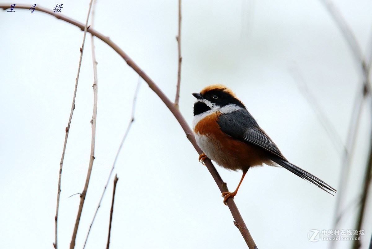 山红头和棕头鸦雀