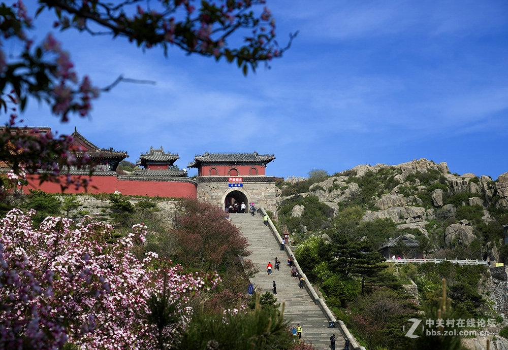 岱顶海棠花正艳