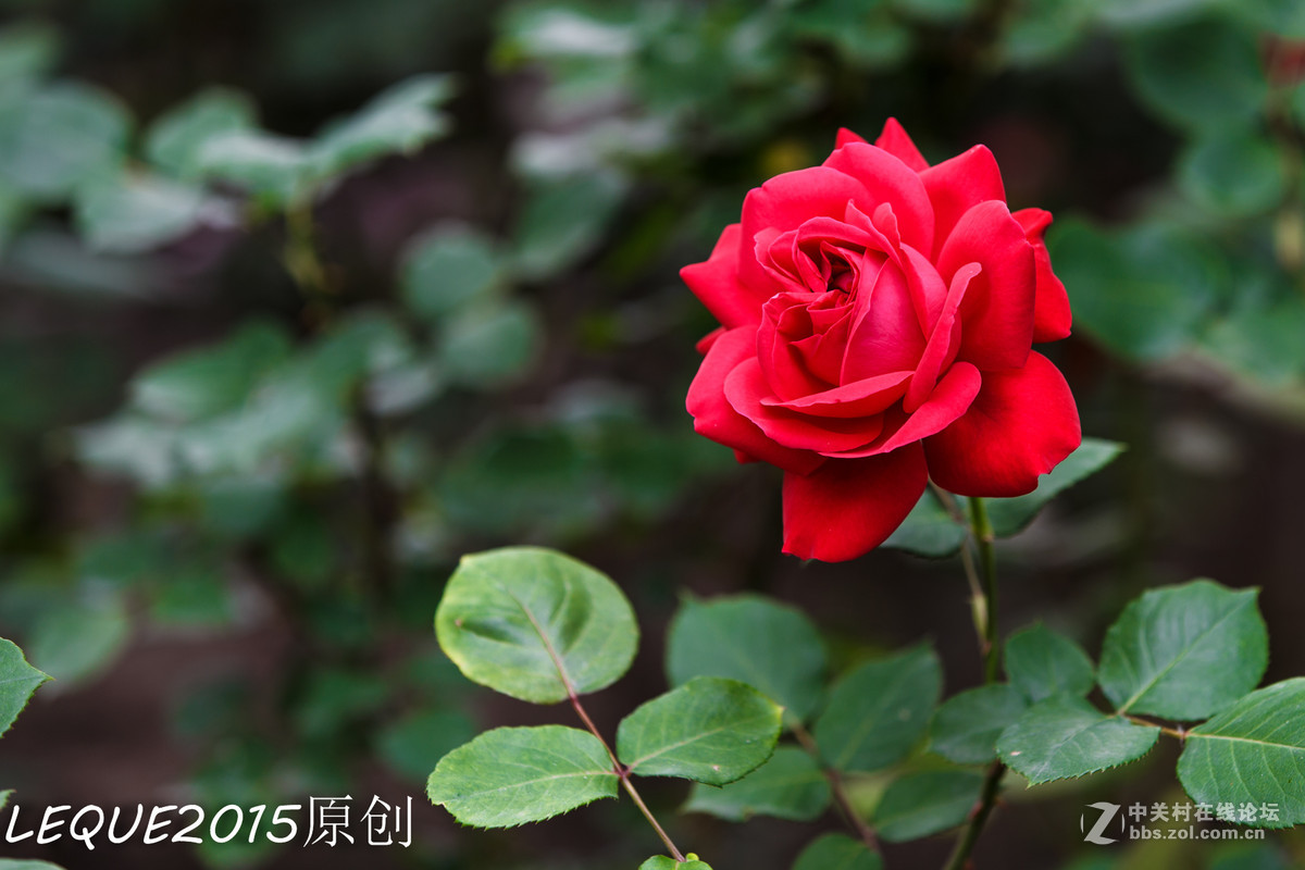 花一组