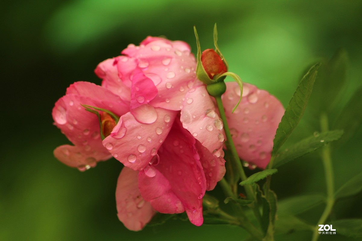 花卉摄影之雨中花2