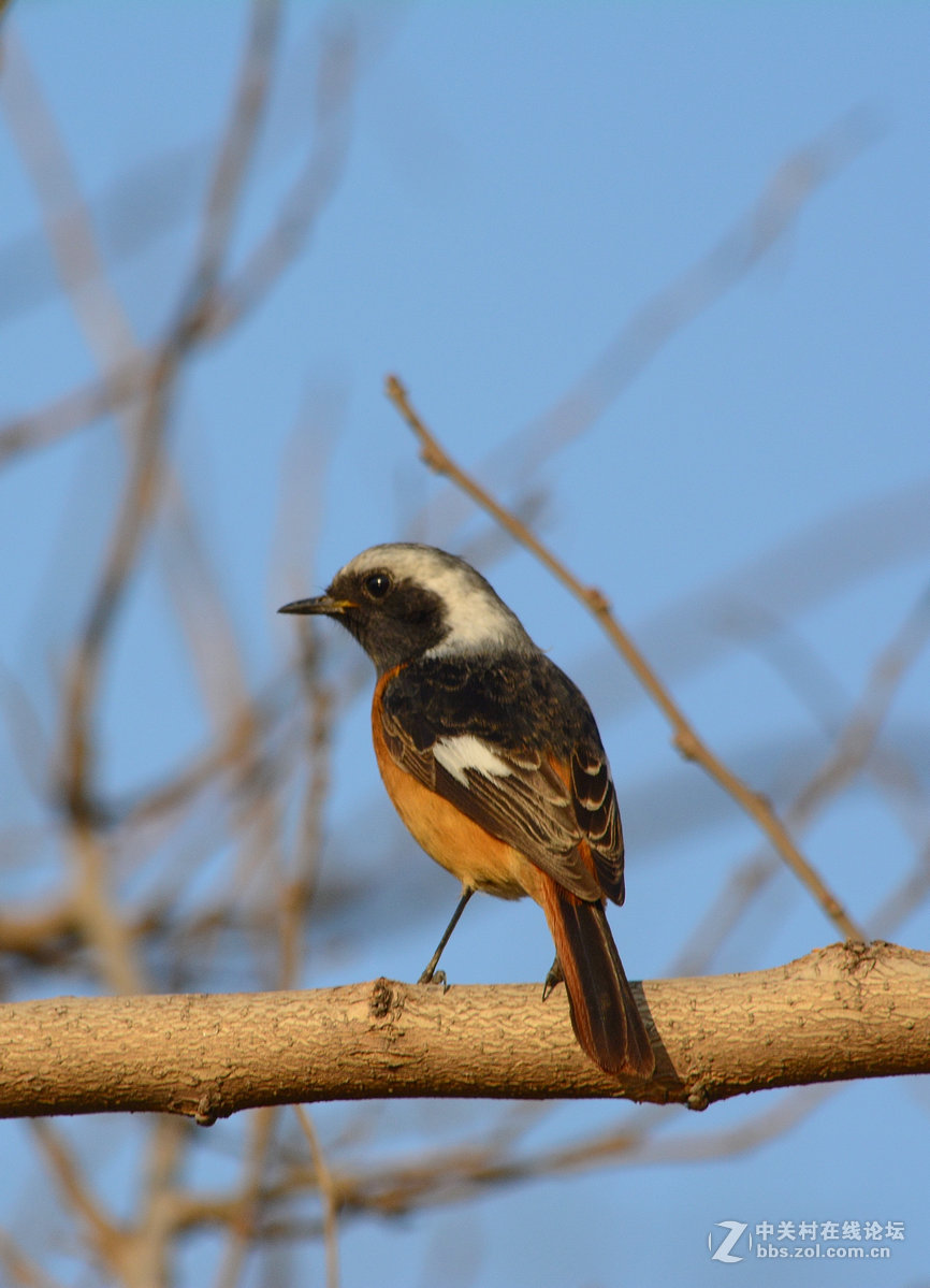 #尼康鸟类作品赏析#【报春】 （老阿推荐）