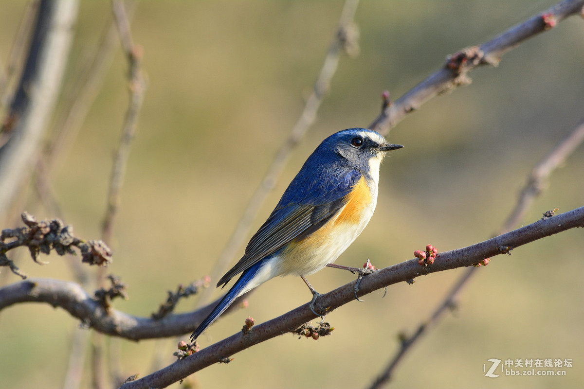 #尼康鸟类作品赏析#【报春】 （老阿推荐）