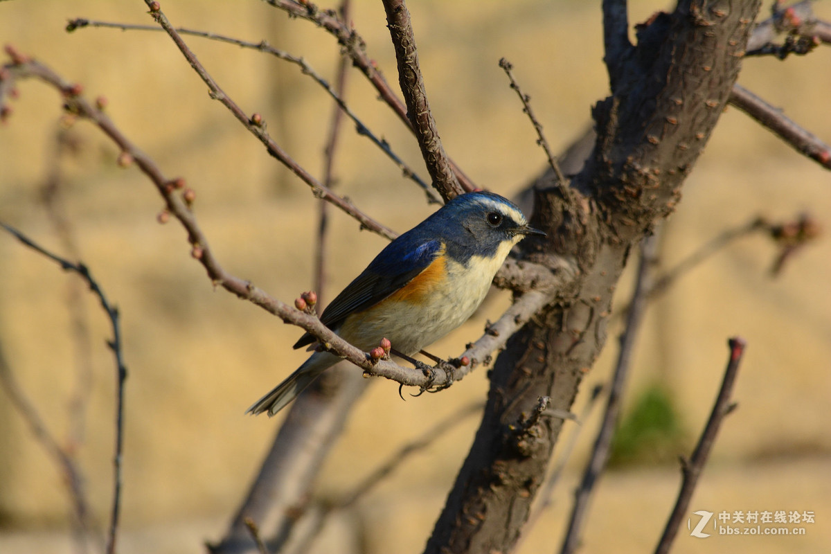 #尼康鸟类作品赏析#【报春】 （老阿推荐）