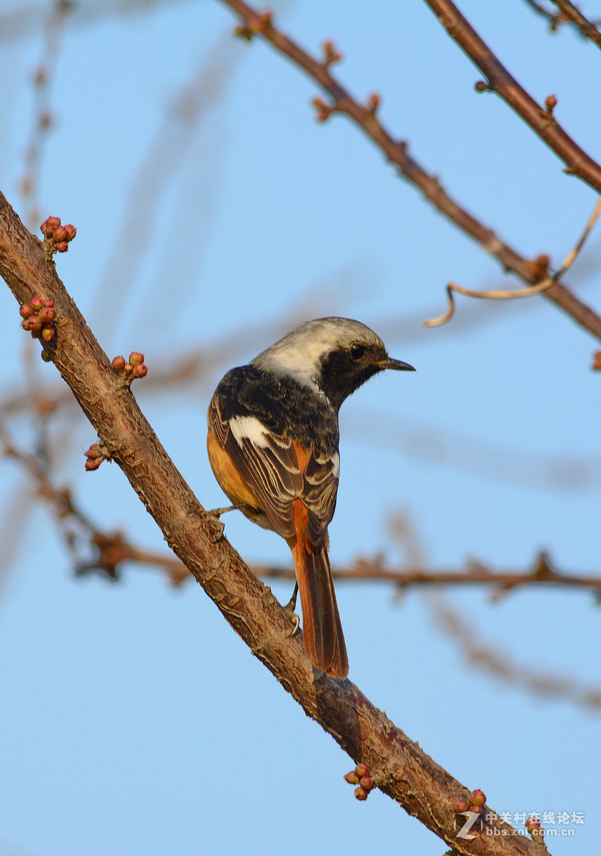 #尼康鸟类作品赏析#【报春】 （老阿推荐）