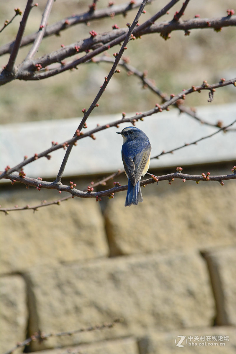 #尼康鸟类作品赏析#【报春】 （老阿推荐）