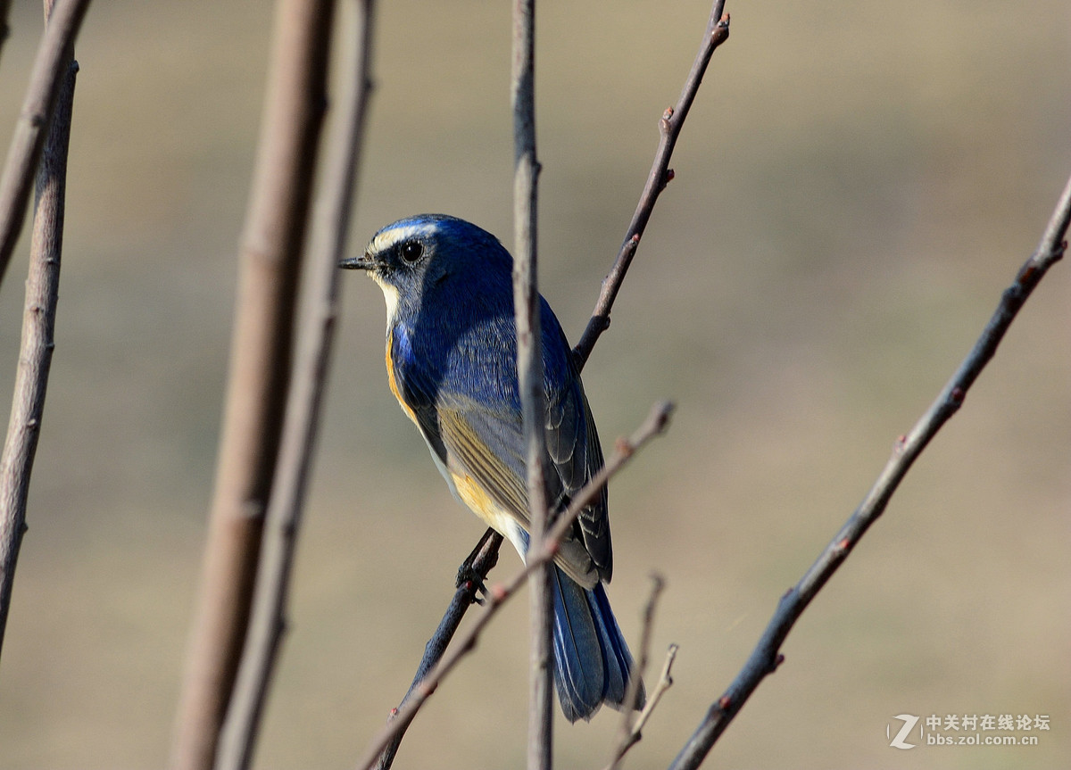 #尼康鸟类作品赏析#【报春】 （老阿推荐）